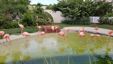 Grand Hyatt Baha Mar Flamingos